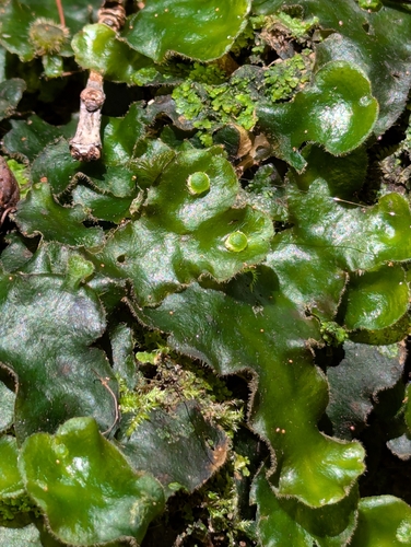 Dumortier's Liverwort (Dumortiera hirsuta)