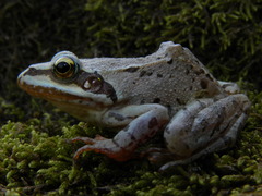 Rana macrocnemis