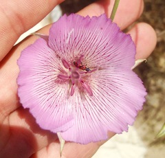Calochortus striatus
