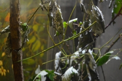 Phobaeticus serratipes