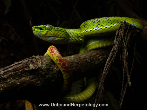 Trimeresurus gunaleni