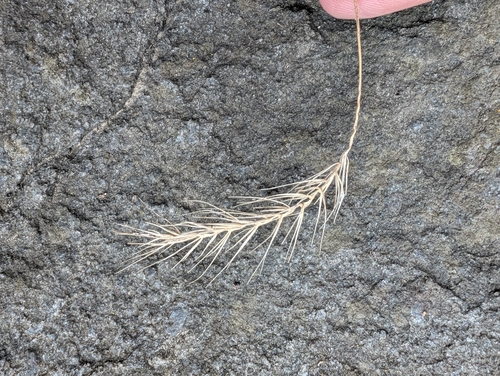 silky wild rye (Elymus villosus)