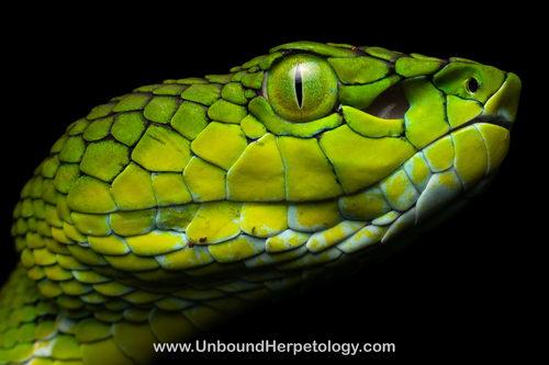 Trimeresurus gunaleni
