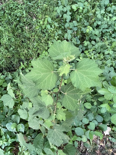 Caesarweed (Urena lobata)