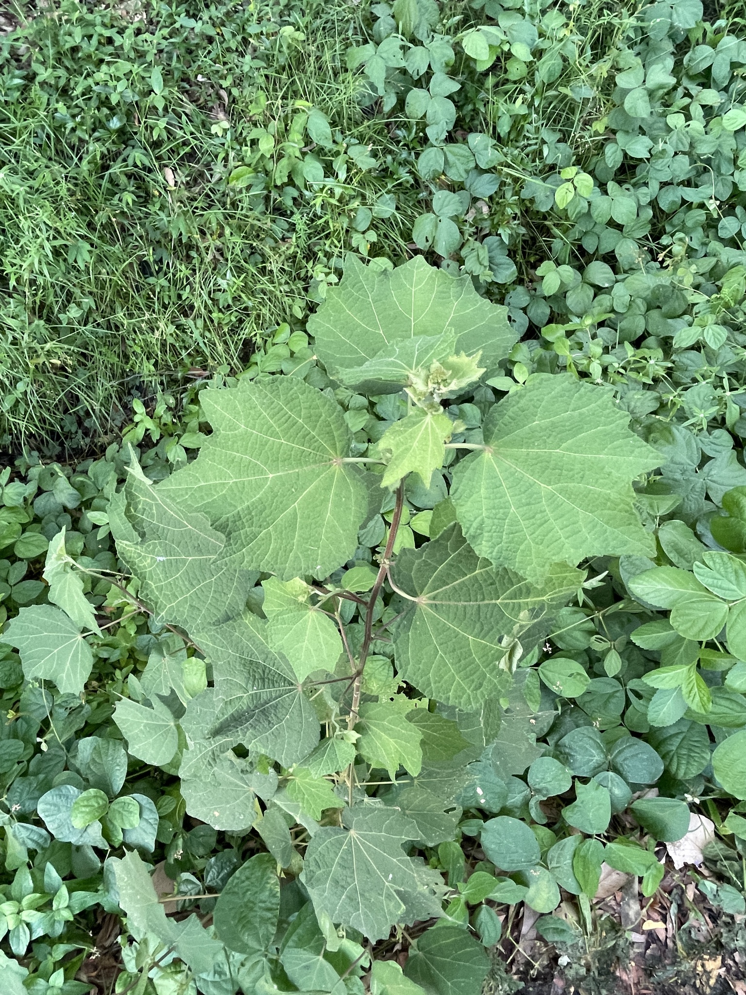 Caesarweed (Urena lobata)
