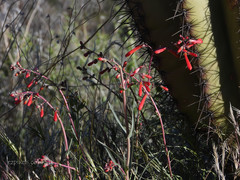 Penstemon subulatus