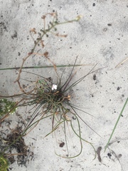 Pelargonium senecioides