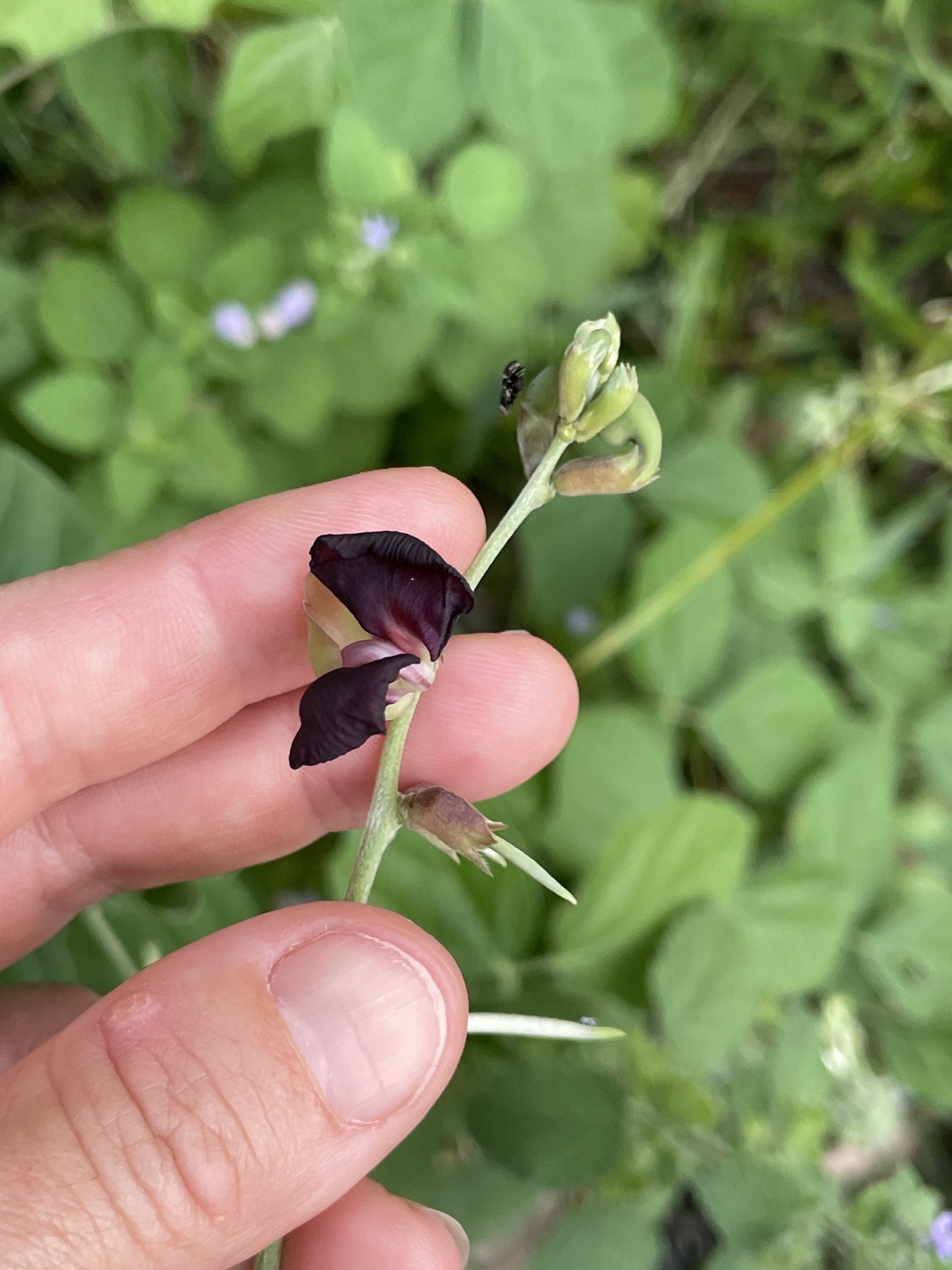 Purple Bushbean (Macroptilium atropurpureum)