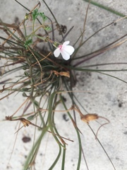 Pelargonium senecioides