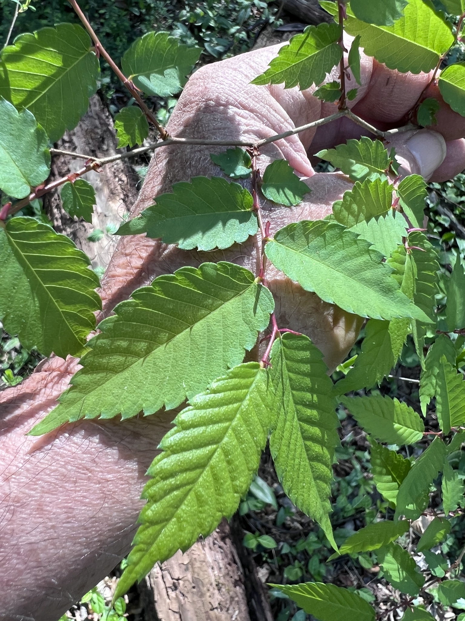 Japanese Zelkova (Zelkova serrata)
