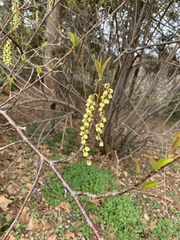 Stachyurus