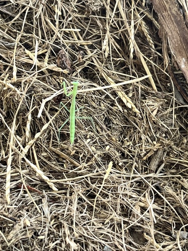 Egyptian Praying Mantis