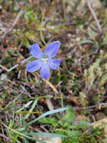 Wahlenbergia ceracea observed 2026-04-04