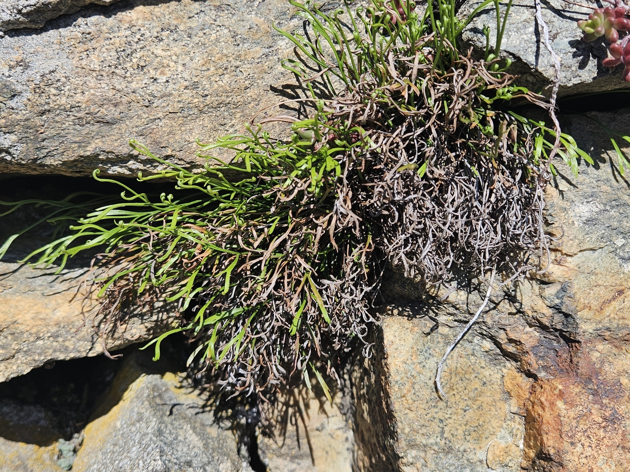 Northern Spleenwort (Asplenium septentrionale)