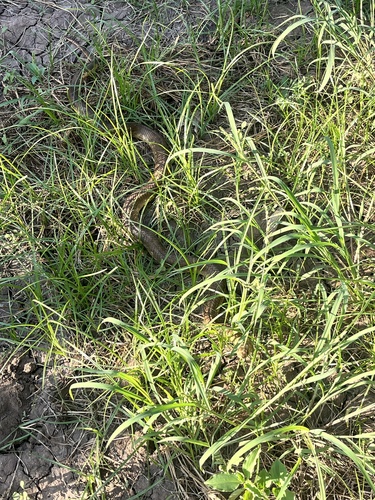 Egyptian Cobra