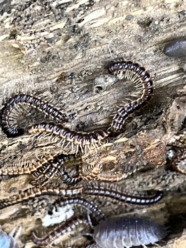 Greenhouse Millipede