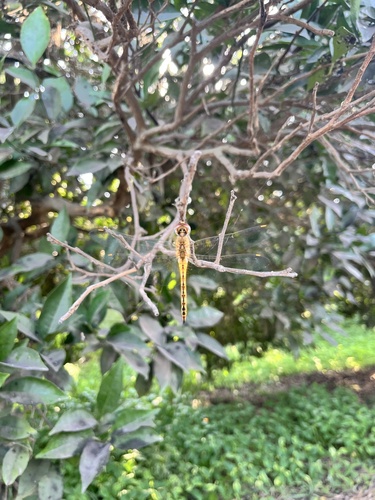 Wandering Glider