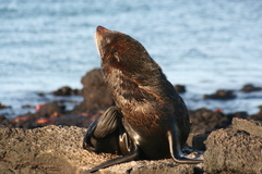 Arctocephalus galapagoensis