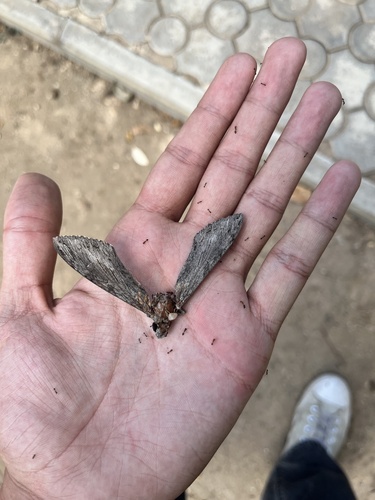 Convolvulus Hawkmoth