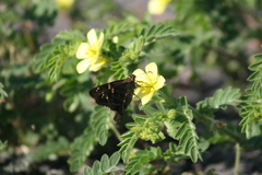 Thorybes dorantes galapagensis