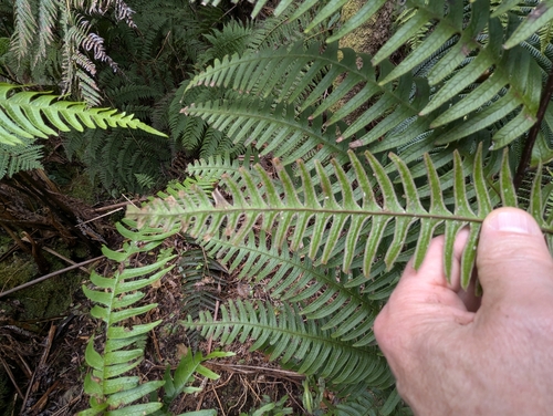 Iwa (Pteris terminalis)