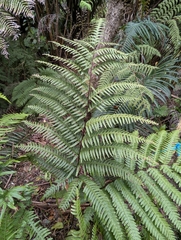 (c) David Anderson, some rights reserved (CC BY) Pteris terminalis, photograph (c) David Anderson, some rights reserved (CC BY)