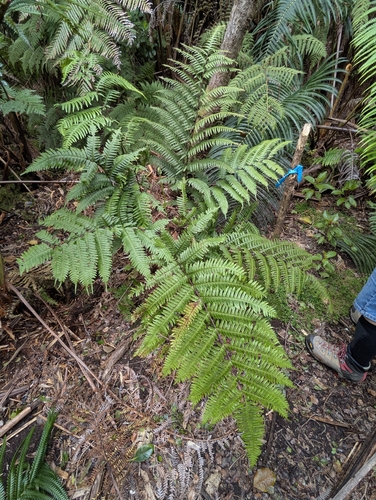 Pteris terminalis, photograph 2