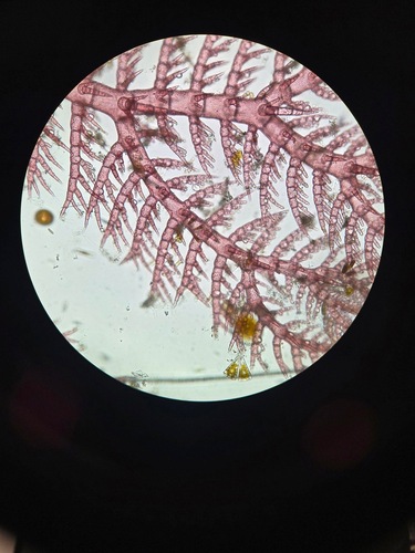Pterothamnion pectinatum observed 2026-03-22