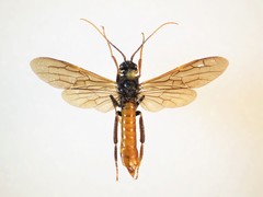 Urocerus cressoni