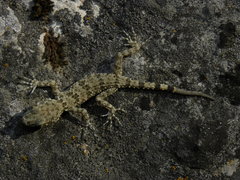 Tenuidactylus caspius