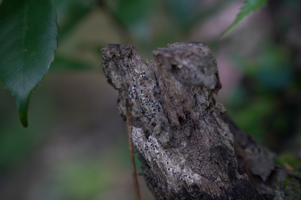 Nemania sp. 'JP01'