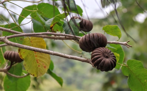 Sandbox Tree (Hura crepitans)
