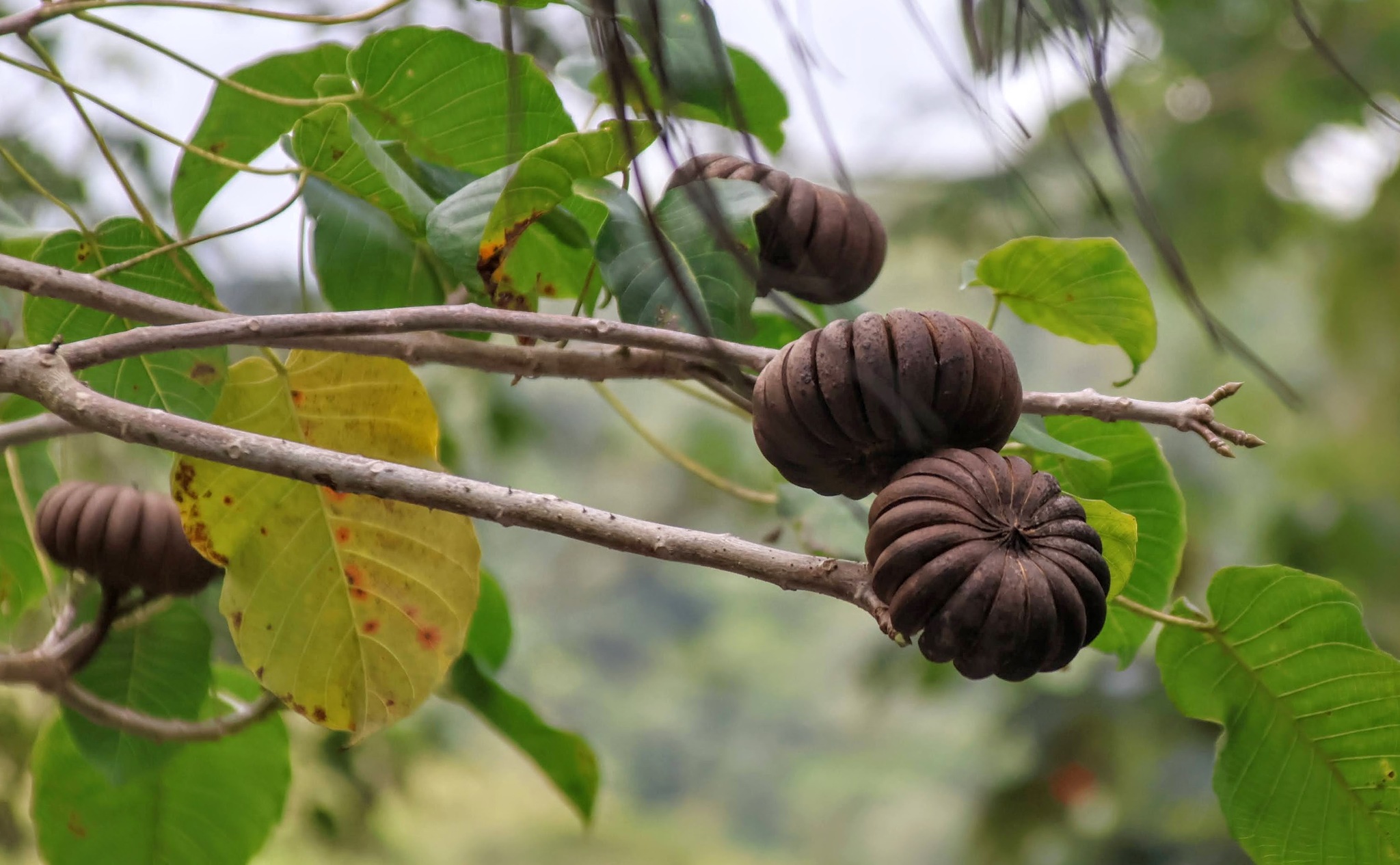 Sandbox Tree (Hura crepitans)