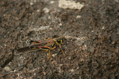 Schistocerca melanocera
