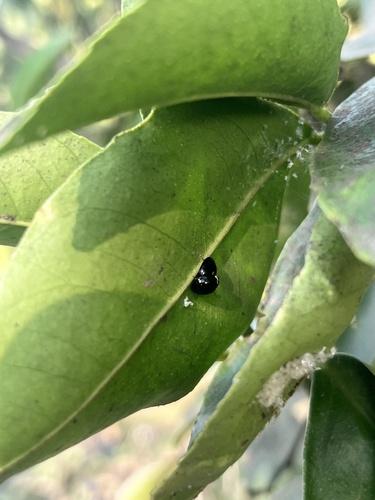 Cheilomenes propinqua