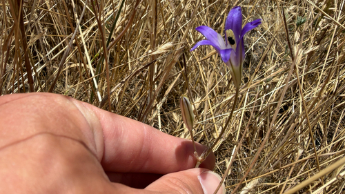 harvest brodiaea (Brodiaea elegans)