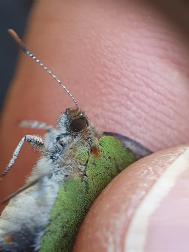 Callophrys avis