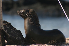 Arctocephalus galapagoensis