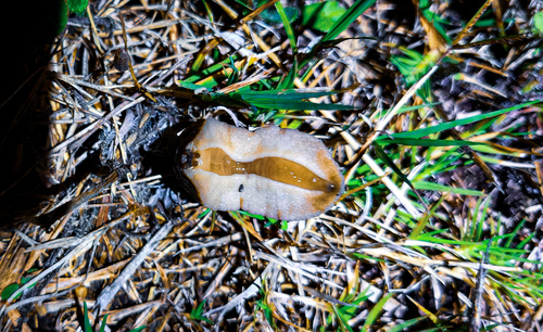 Phyllocaulis soleiformis
