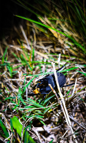 Diloboderus abderus