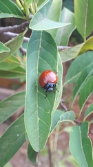 Aegithus clavicornis