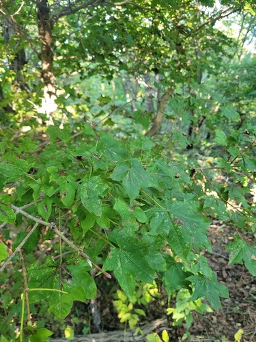 Mono maple (Acer pictum)