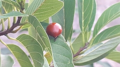 Aegithus clavicornis