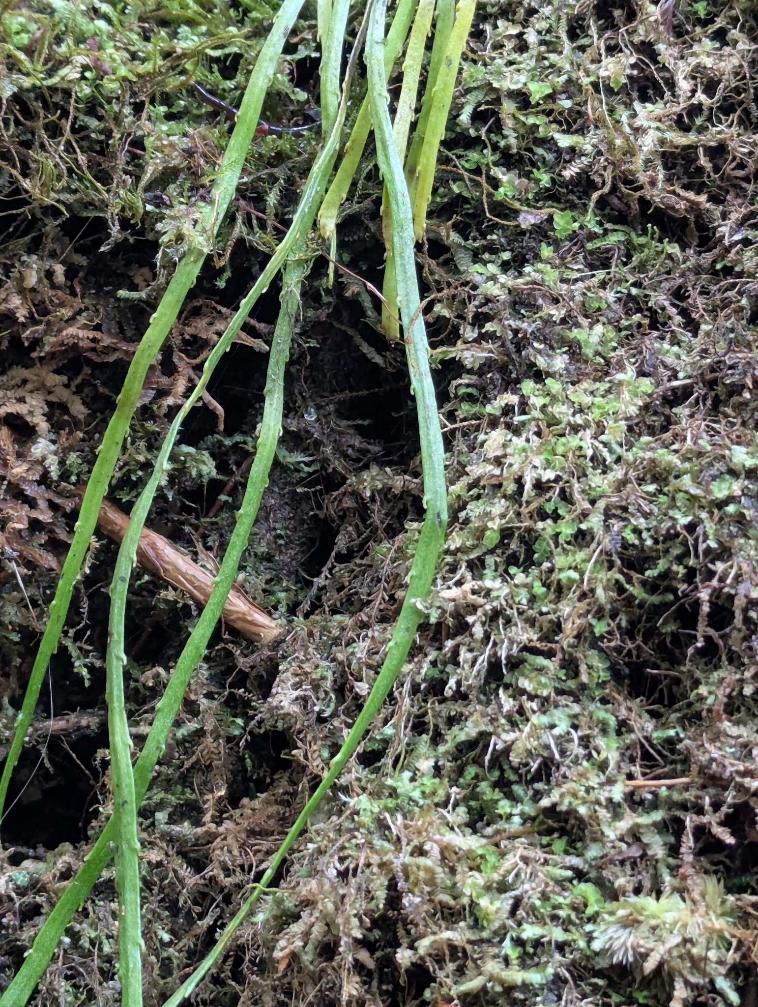 Flat Fork Fern (Psilotum complanatum)
