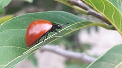 Aegithus clavicornis