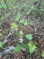 Aconitum alboviolaceum
