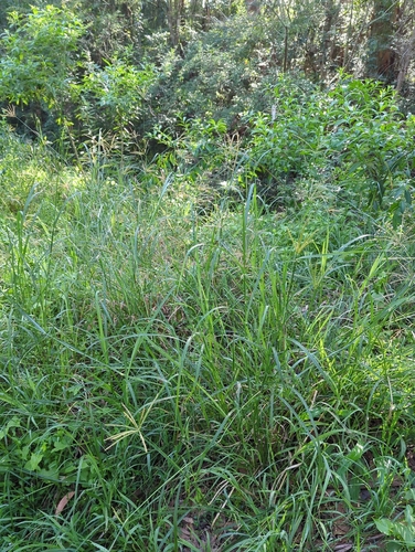 Rhodes Grass (Chloris gayana)