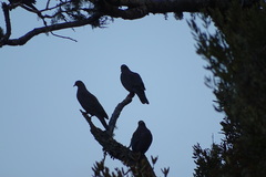 Patagioenas araucana
