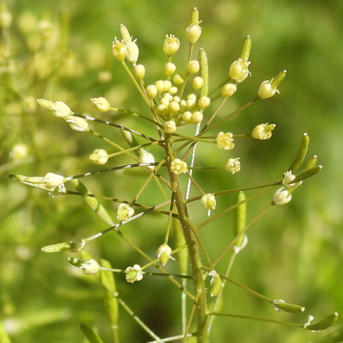 Plains Tansymustard (Descurainia pinnata)