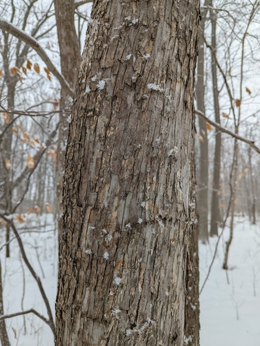 Hophornbeam (Ostrya virginiana)